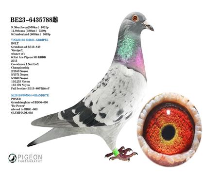 利奧.賀爾曼斯原舍 奧林匹克03多重近親