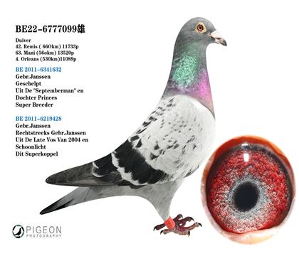 詹森血系 “九月雄”孫代