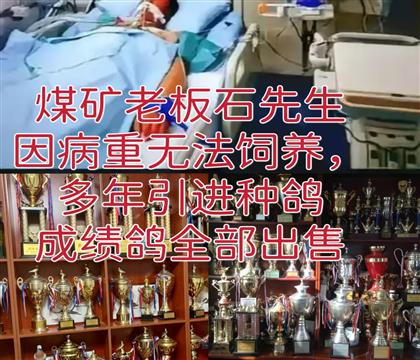 煤礦石老板椅病重無法飼養(yǎng)多年引進成績鴿種鴿全部出售