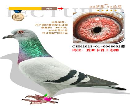 愛亞卡普王志剛 選送開爾國際愛心公棚