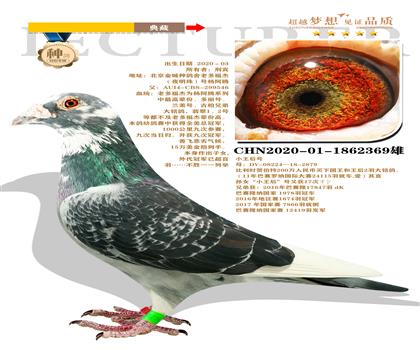 北京金城種鴿舍”老多福杰“夜明珠號楊阿騰