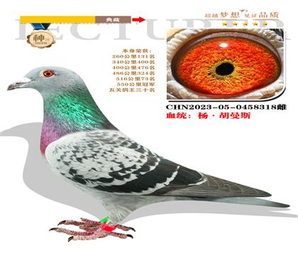 強烈推薦:血統(tǒng):楊·胡曼斯 本身榮獲550公里冠軍