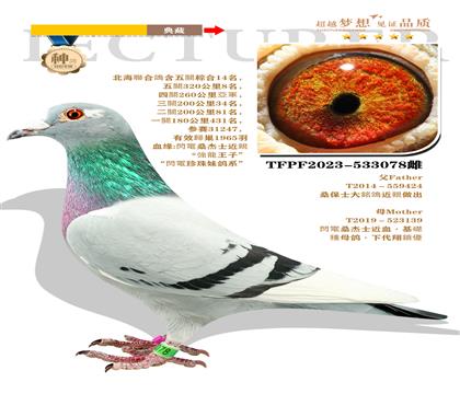 臺灣黃肆烔作育 桑杰士大銘鴿近親作出