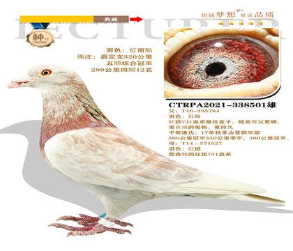 臺灣強速鴿族”紅狐之實“ 本身榮獲五關綜合冠軍