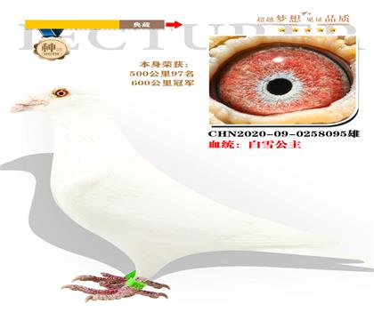 血統(tǒng):白雪公主 本身榮獲600公里冠軍