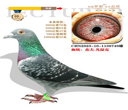 血統(tǒng):杰夫.凡溫克 本身榮獲700公里殿軍 1000公里22名