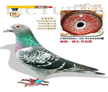 血統(tǒng):威力.丹尼斯 本身榮獲1000公里殿軍