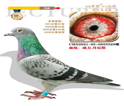 血統(tǒng):威力.丹尼斯 本身榮獲1000公里亞軍