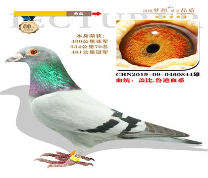 血統(tǒng)蓋比.魯?shù)涎? 本身榮獲481公里冠軍