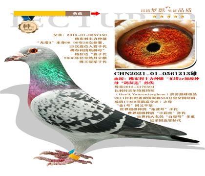 卓越星國際賽鴿中心作育 佛布利主力種雌“尤塔”作育