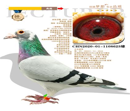 北京金城種鴿舍 ”老多福杰“(夜明珠)號楊阿騰