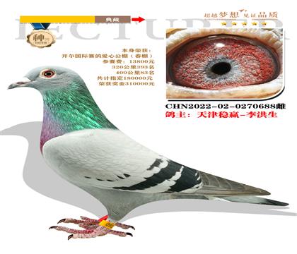 本身榮獲:開爾國際賽鴿愛心公棚400公里83名