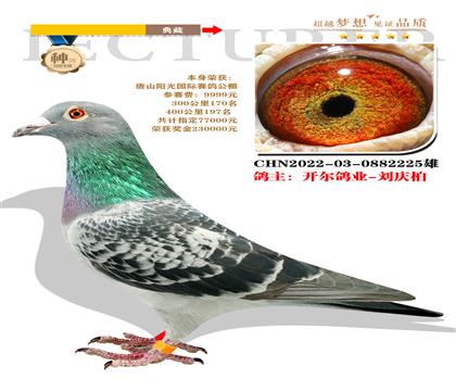 開爾鴿業(yè)-劉慶柏 選送唐山陽光國際賽鴿公棚