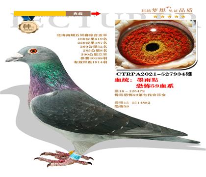 臺灣大全鴿舍“恐怖59血系” 本身北海海翔五關綜合亞軍