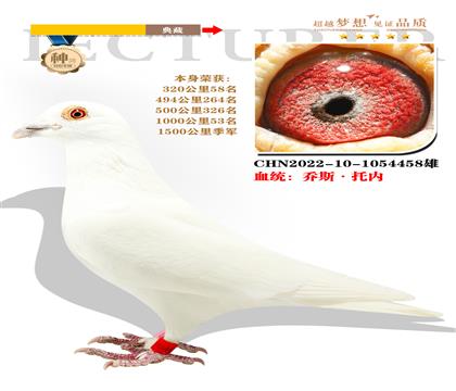 血統(tǒng):喬斯·托內(nèi) 本身榮獲1500公里季軍