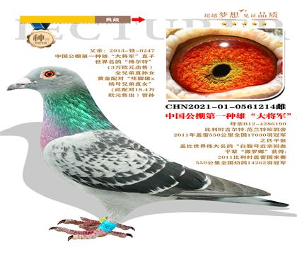 卓越星國際賽鴿中心作育 中國公棚第一種雄”大將軍“