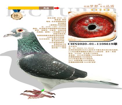 北京金城種鴿舍“老多福杰”