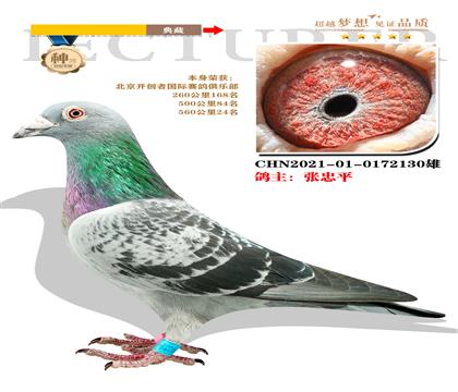 北京開創(chuàng)者國(guó)際賽鴿俱樂部 本身榮獲560公里24名