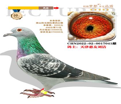 本身榮獲:唐山陽光國(guó)際賽鴿公棚400公里72名