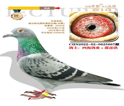 四海鴿業(yè)選送唐山陽光國(guó)際賽鴿公棚 本身400公里55名