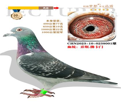 血統(tǒng):喬斯.佛卡門 本身榮獲1000公里冠軍