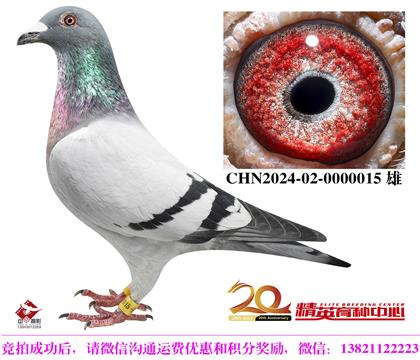 蓋比經(jīng)典銘鴿高代回血