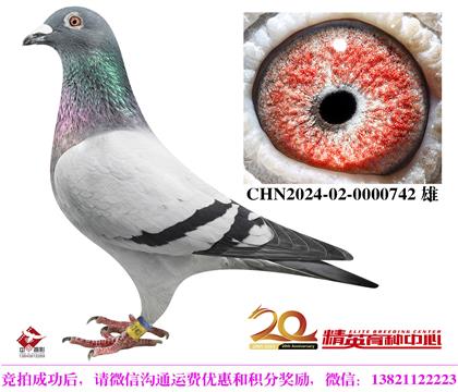 奶酪傳奇銘鴿“年輕托爾”直子