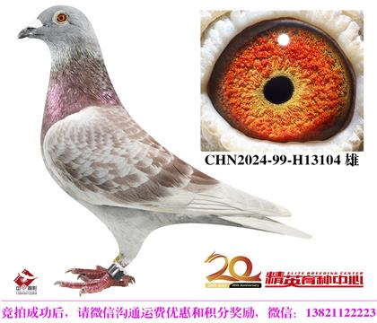 吉諾世界銘鴿“馬里奧”近親直子