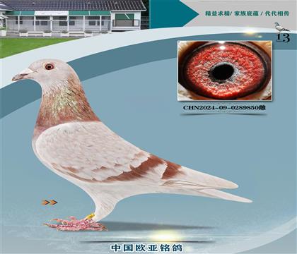 Ͽ˷ǲԭE̖362X40000̖435