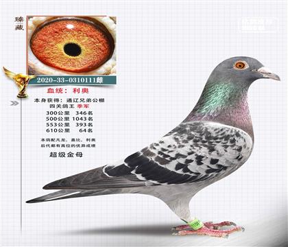 超級金母利奧-兄弟公棚四關(guān)鴿王季軍