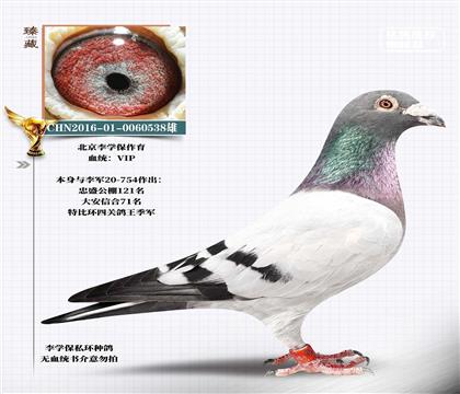 北京李學(xué)保VIP私環(huán)種鴿