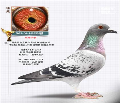 利奧原舍x公棚四關(guān)鴿王季軍