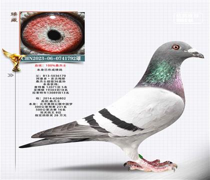 桑杰士萬羽高位x惠翔鴿王8名