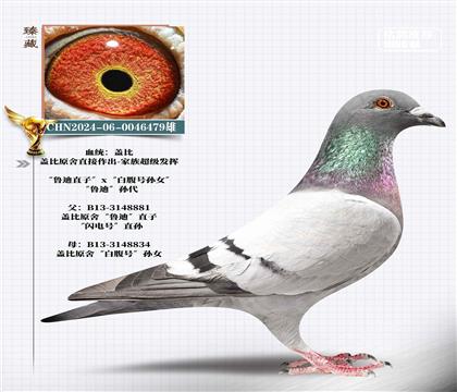 蓋比-魯?shù)现睂O