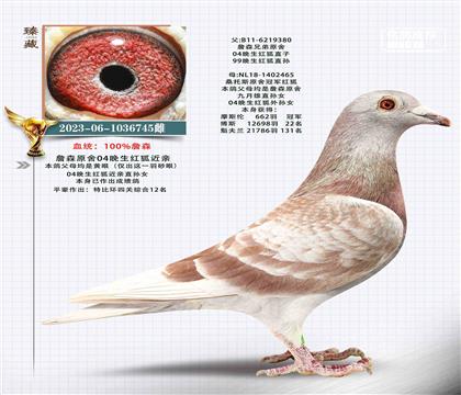 詹森原舍04晚生紅狐近親直孫女