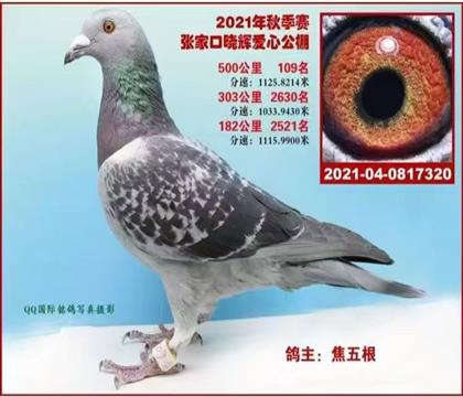 山西焦五根-利奧公棚成績鴿
