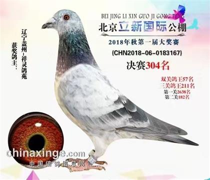 祥靈鴿苑-祥靈花公棚成績鴿