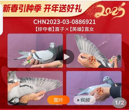 _ӊZֱX(ju)ӢֱŮ921