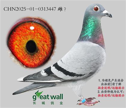 6._(chung)܊ȫ܌O.0313447