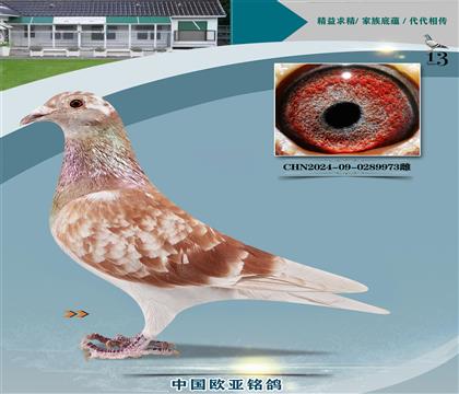 ̩ɽ̖H966X̩ɽ̖988pؽH