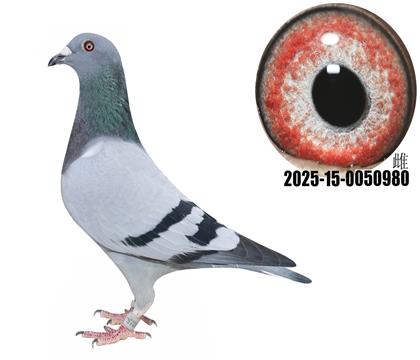 ţ܇(ch)^ֱӴţ280ֱOŮ80