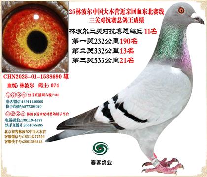 25林波爾中國(guó)大本營(yíng)近親回血東北賽線三關(guān)總鴿王11名