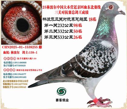 25林波爾中國(guó)大本營(yíng)近親回血東北賽線三關(guān)總鴿王18名