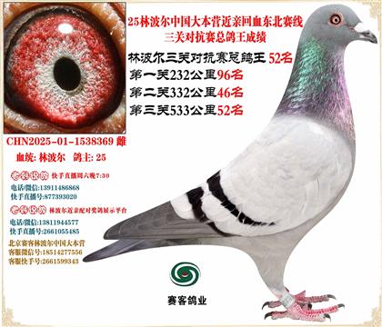 25林波爾中國(guó)大本營(yíng)近親回血三關(guān)總鴿王52名平輩24四總季軍