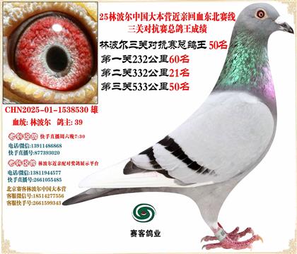 25林波爾中國(guó)大本營(yíng)近親回血東北賽線三關(guān)總鴿王50名