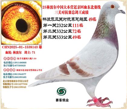 25林波爾中國(guó)大本營(yíng)近親回血東北賽線三關(guān)總鴿王49名