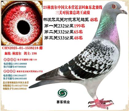 25林波爾中國(guó)大本營(yíng)近親回血東北賽線三關(guān)總鴿王48名