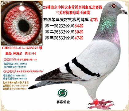 25林波爾中國(guó)大本營(yíng)近親回血東北賽線三關(guān)總鴿王47名