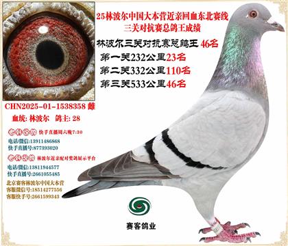 25林波爾中國(guó)大本營(yíng)近親回血三關(guān)總鴿王46名同窩三總32名
