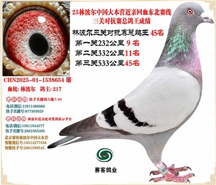 25林波爾中國(guó)大本營(yíng)近親回血東北賽線三關(guān)總鴿王45名